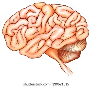 An illustration of the human brain