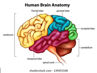 An illustration of the human brain