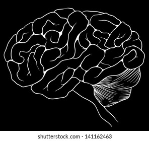 An illustration of the human brain