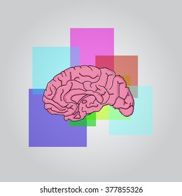 Illustration Human Brain เวกเตอรสตอก ปลอดคาลขสทธ Shutterstock