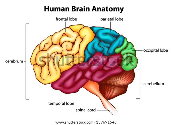 Illustration Human Brain Stock Vector (Royalty Free) 139691548