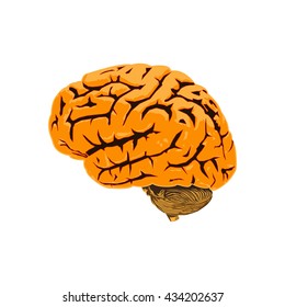 Illustration of human brain, anatomical organ