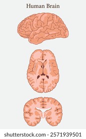 An illustration of a human brain being dissected, intended for teaching medical science. eps 10