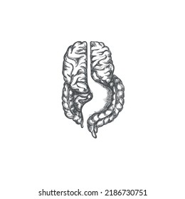 Illustration of human brain and gut