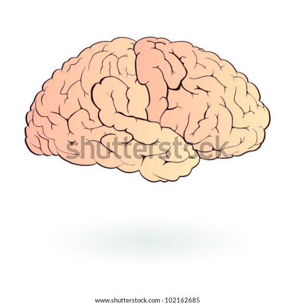 Illustration Human Brain Isolated Stock Vector Royalty Free