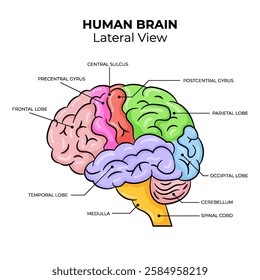 illustration of Human Brain Lateral View