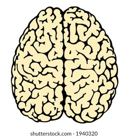 illustration of human brain at white background