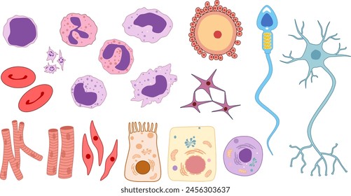 Ilustración del tipo celular humano (eritrocitos, miocitos, neuronas, células epiteliales intestinales, osteocitos, óvulos, espermatozoides, etc.). Imagen de Vector