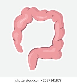 Illustration of Human Colon. A detailed vector illustration of the human colon, showcasing its anatomical structure. Ideal for medical, educational, and healthcare-related projects