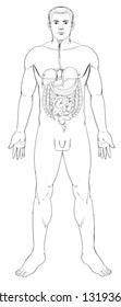 Illustration of the human digestive system