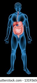 Illustration of the human digestive system