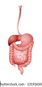 Illustration of the human digestive system