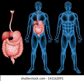 Illustration of the human digestive system