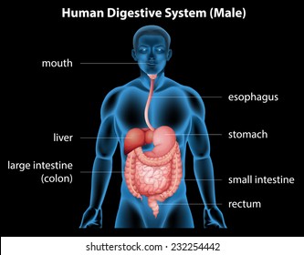 Illustration of the human digestive system