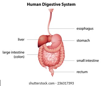 Illustration Human Digestive System Stock Vector (Royalty Free ...