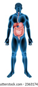 Illustration of the human digestive system