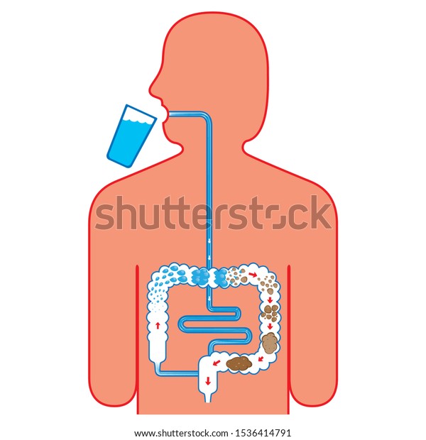 Illustration of the human digestive system, and fecal bolus formation ...