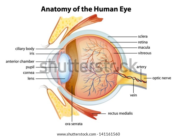 Illustration of the human eye\
anatomy