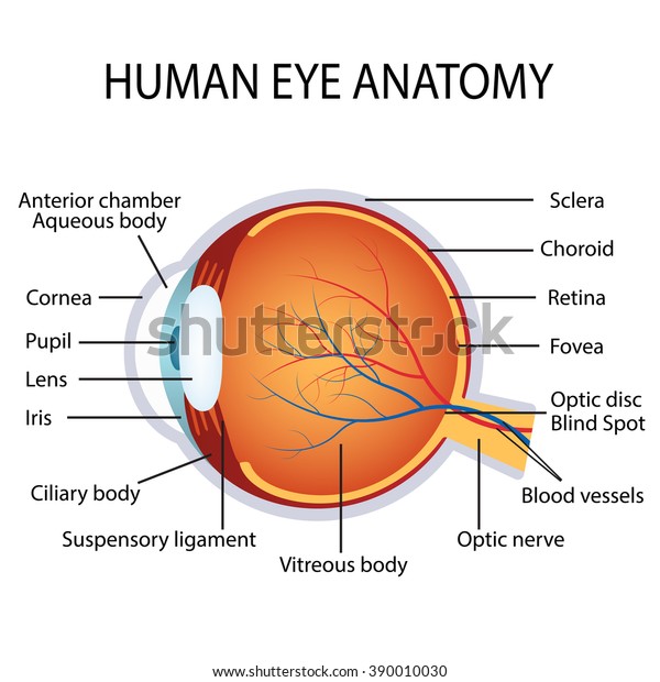 Illustration Human Eye Anatomy On White Stock Vector (Royalty Free ...