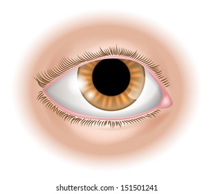 An illustration of a human eye body part, could represent sight in the five senses