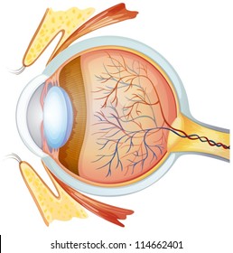 Illustration Of A Human Eye Cross Section