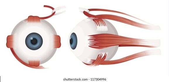 Illustration of a Human eye on a white background