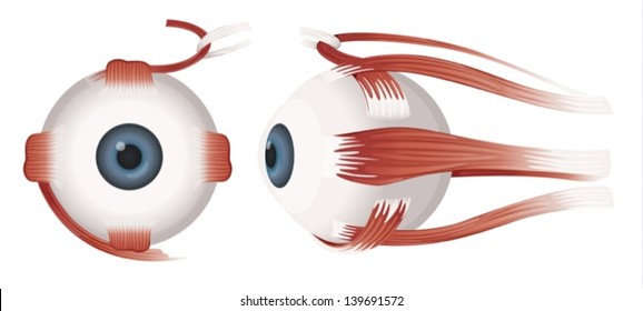 Illustration of a Human eye on a white background