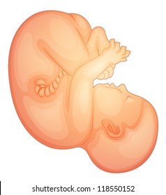 Illustration of a human fetus