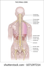 Illustration human figure composed of brain and spine facing posteriorly.
The spinal cord. anatomy of the Central nervous system	