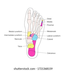 Reflexology Zones Feet Vector Illustration Stock Vector (Royalty Free ...