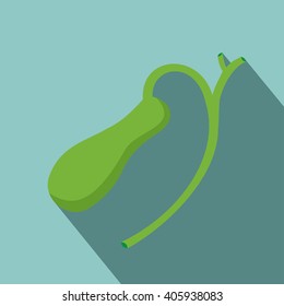 Illustration of Human gallbladder anatomy with shadow