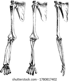 illustration of human hand bones