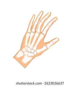 ilustração de uma mão humana mostrando ossos sem um fundo