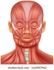 Illustration of human head muscle