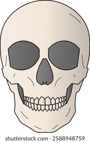 The Illustration of human head skeleton