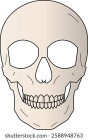 The Illustration of human head skeleton