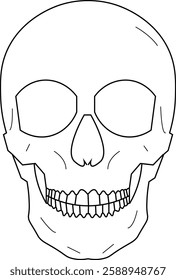 The Illustration of human head skeleton