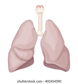 Illustration Of Human Healthy Lung. Respiratory System. Volume Body Model. Vector 