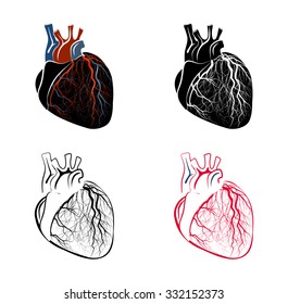 ILLUSTRATION of the human heart.