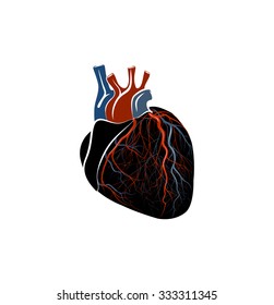 ILLUSTRATION of the human heart.