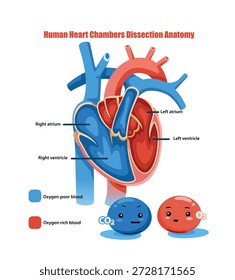 Illustration of Human Heart Chambers Dissection Anatomy