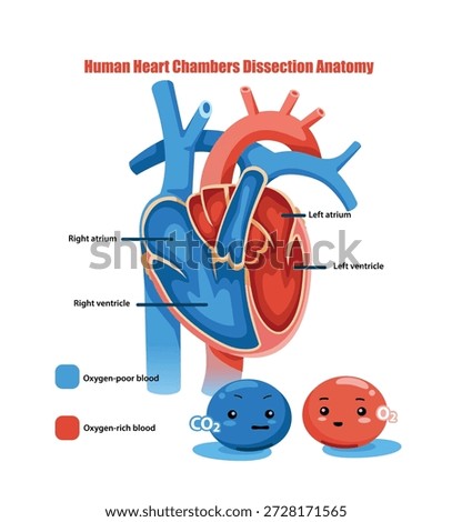 Illustration of Human Heart Chambers Dissection Anatomy