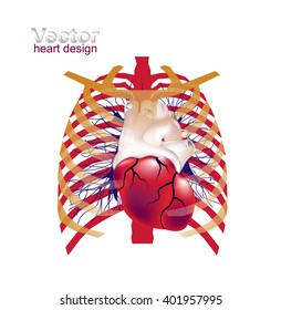 Human Chest Anatomy Images, Stock Photos & Vectors | Shutterstock