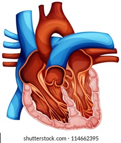 Illustration of a human heart cross section