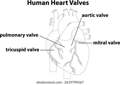 Illustration of human heart valves with labels, showcasing anatomical structure in a clear, educational style