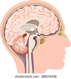 Illustration of Human Internal Brain Anatomy