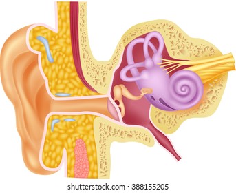 Illustration of Human Internal Ear Anatomy