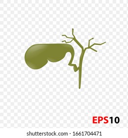 Illustration of Human Internal gallbladder anatomy. Human internal organ realistic isolated against transparent background. Design element for Health care,medicine,anatomy education.