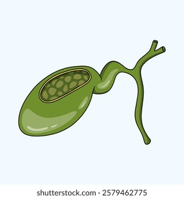 Illustration of Human Internal gallbladder anatomy