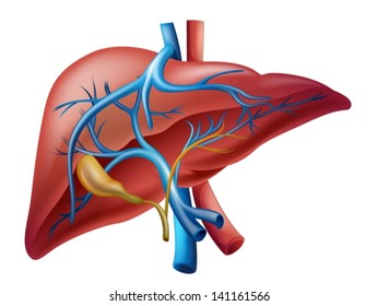 Illustration of the human internal liver